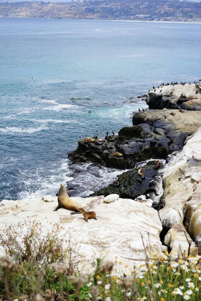 california-san-diego-jolla Foche sulla spiaggia di La Jolla a San Diego