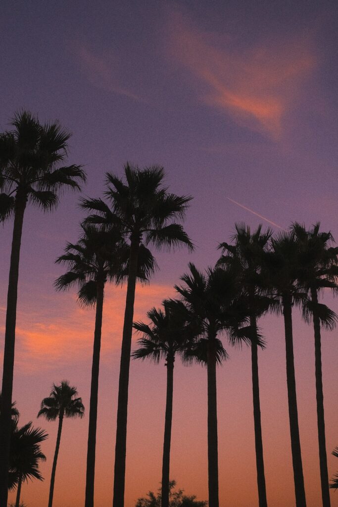 california-san-diego-palme Tramonto californiano a San Diego