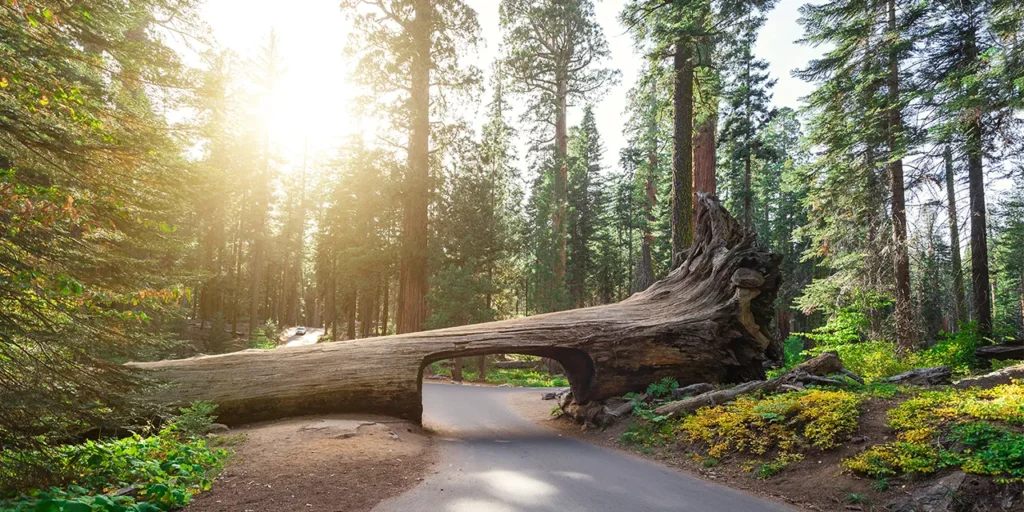 california-sequoia-park.jpg Sequoie cosi grandi da creare ponti per le auto
