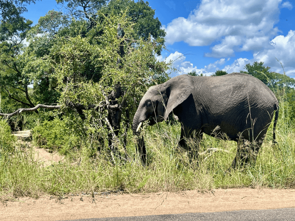 elefante-kruger Elefante al Kruger