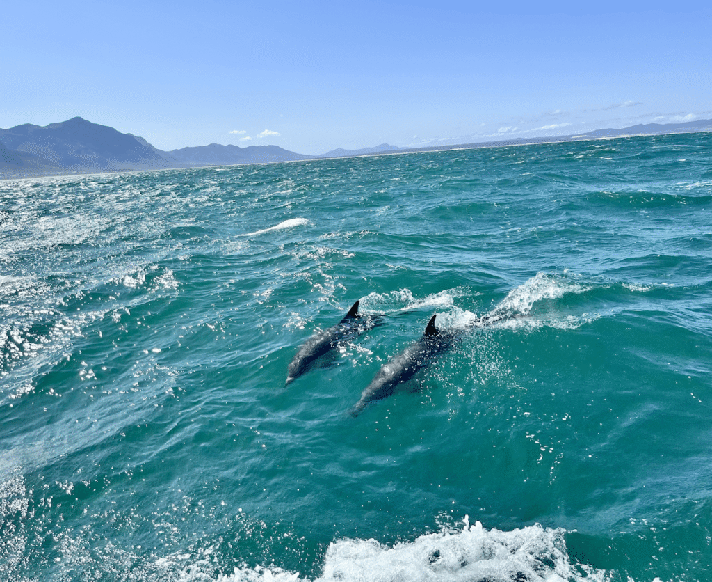 hermanus-delfini Delfini a Hermanus durante il whalewatching