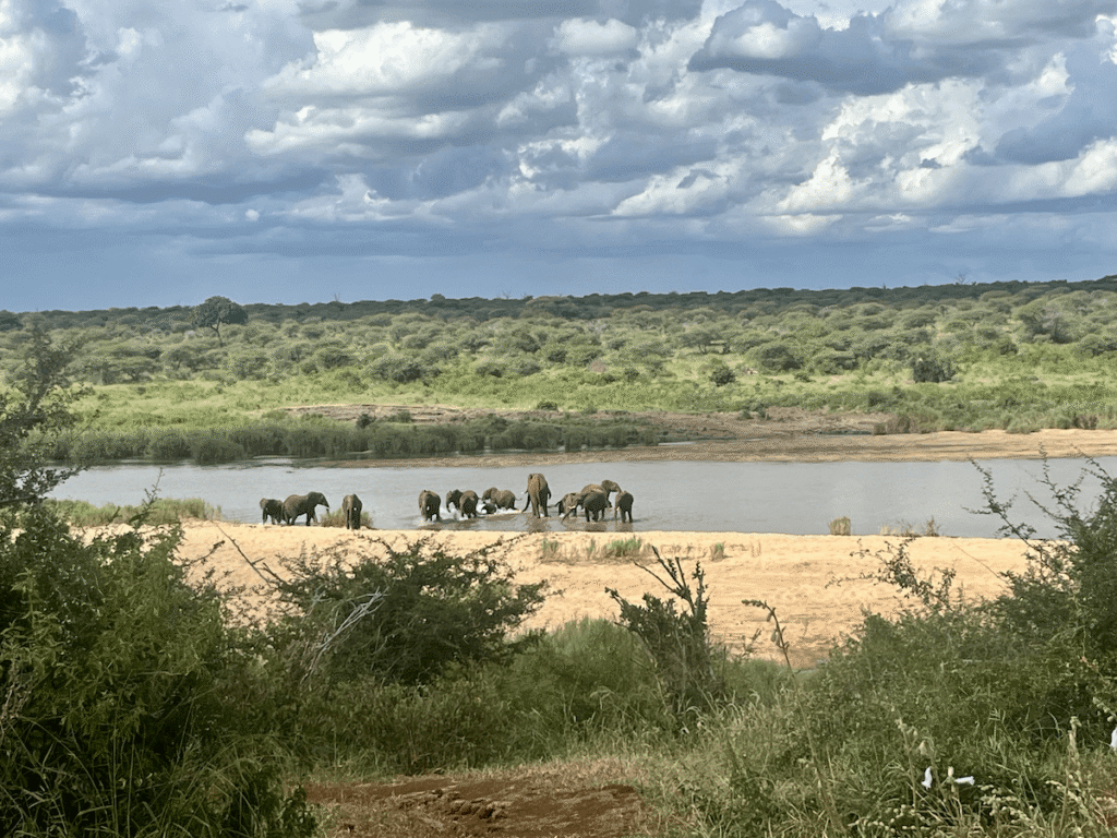 Elefanti guadano un fiume nel parco Kruger, Sudafrica