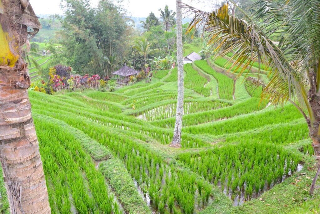 jatiluwith Le verdi risaie terrazzate di Jatiluwih