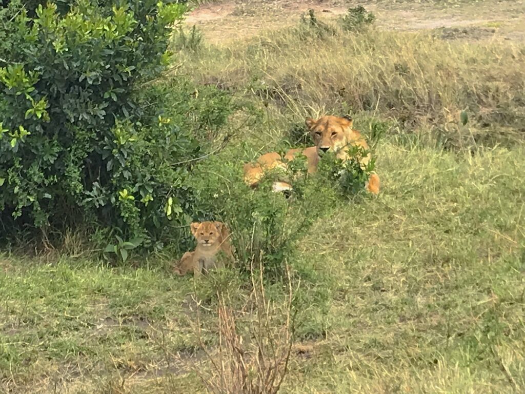 masai-mara-cucciolo-leone Un leone femmina con il suo cucciolo