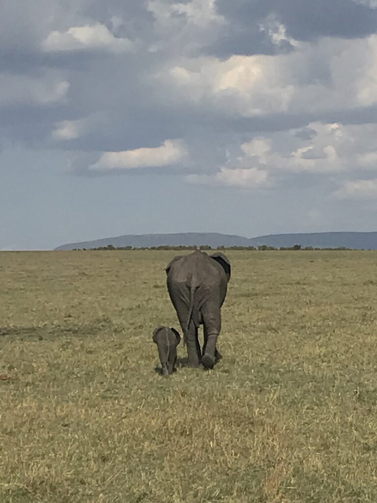 masai-mara-elefante-cucciolo Una mama di elefante con il suo cucciolo