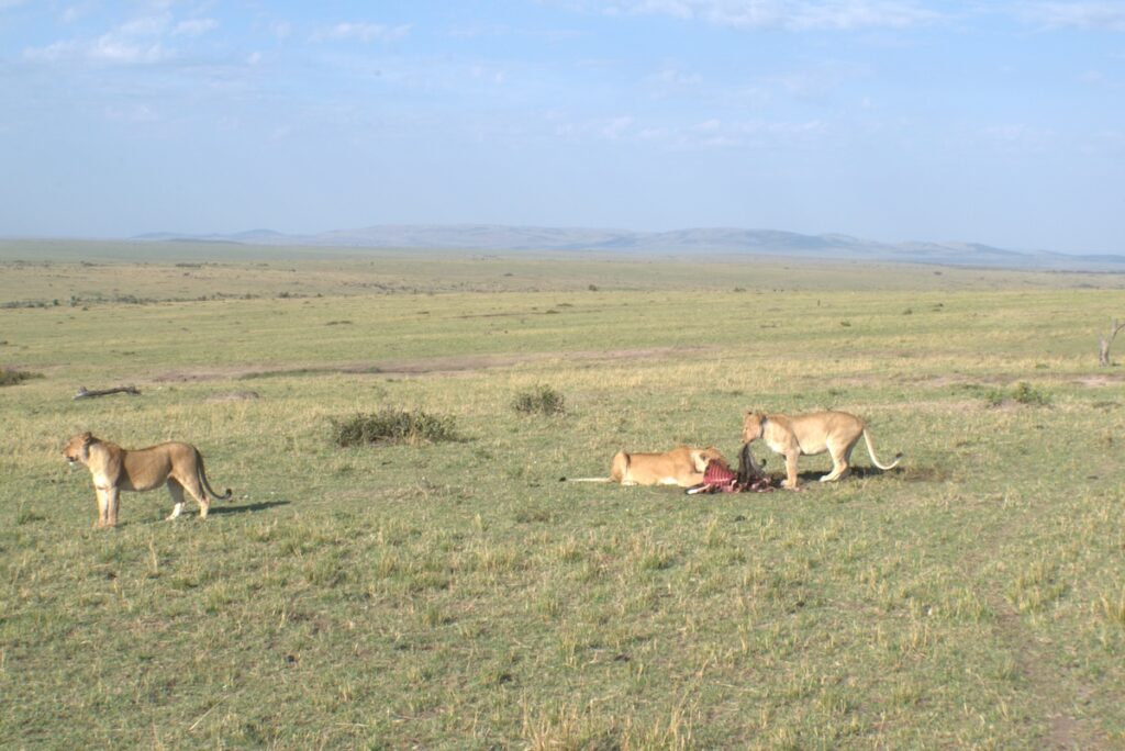 masai-mara-leone-mangia Branco di leoni intenti a divorare una preda appena catturata