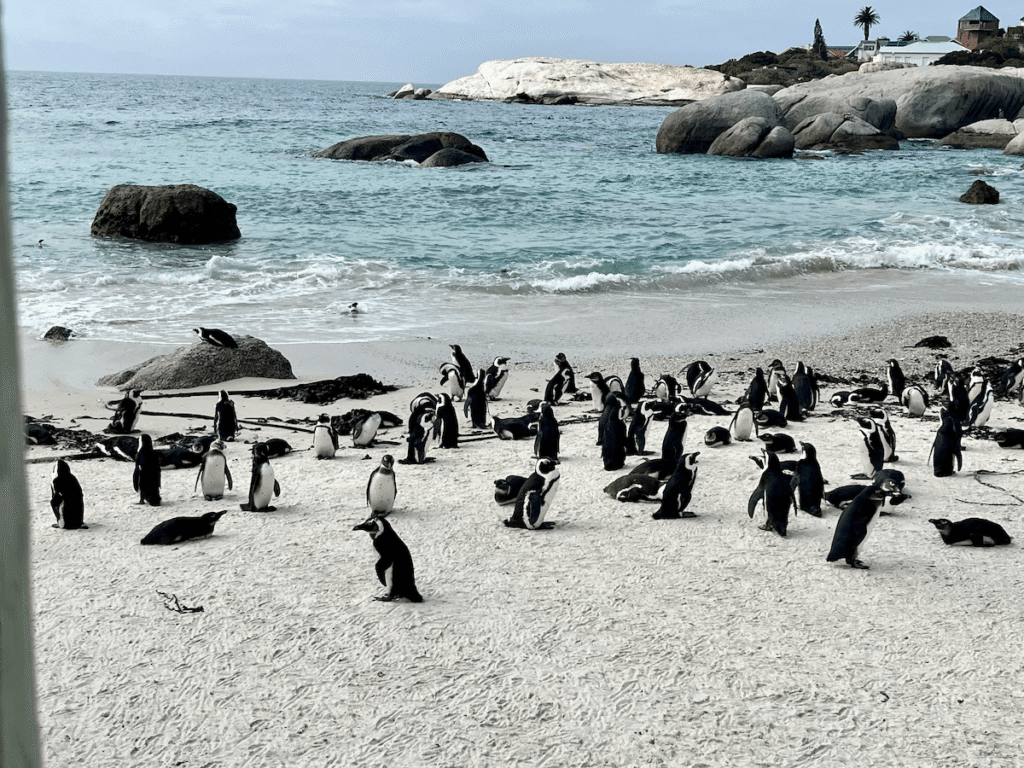 pinguini-boulders-beach Pinguini a Boulder's Beach