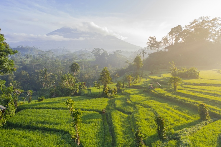 bali1 la natura rigogliosa di Bali