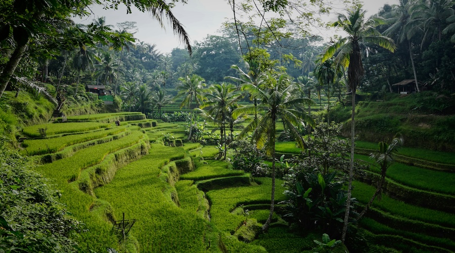 bali4 Risaie terrazzate di Jatiluwih