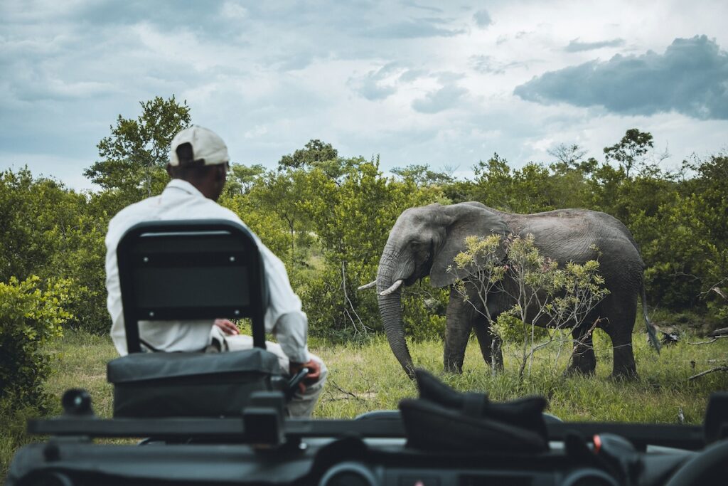 elefante Elefante nella savana africana