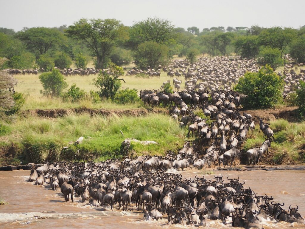 grande-migrazione La grande migrazione degli gnu in Africa