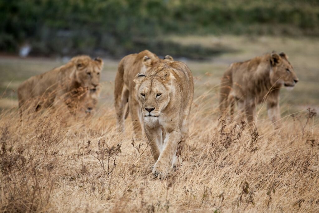 leone Leone nella savana africana