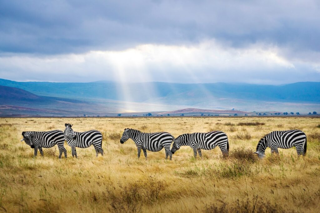 zebre Zebre nella savana africana